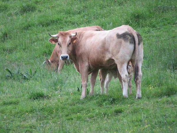 Animaux Vaches Ferme Lait Viande Herbe Curieux Myron Doux — Photo