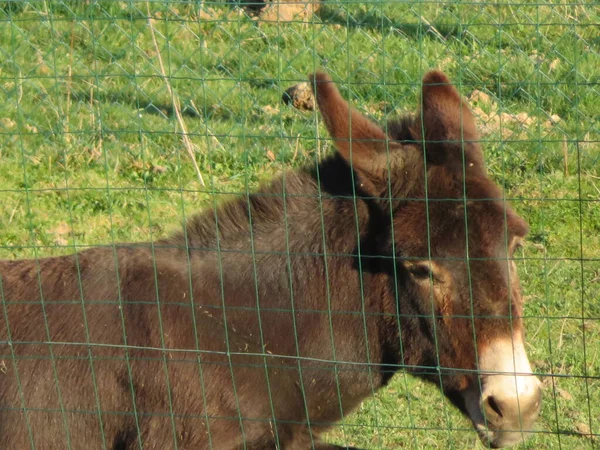 Haustier Esel Sanftmütig Alter Brauner Esel — Stockfoto