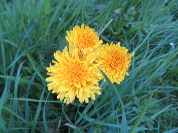 Piękne Kwiaty Naturalne Kolory Wiosna Pyłek Aromat — Zdjęcie stockowe