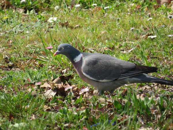 美丽的鸽子寻找飞行的动物食物 — 图库照片