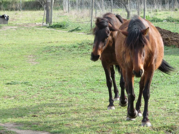 Grote Huisdieren Paard Rijdt Mooie Rustige Dressuur — Stockfoto