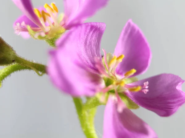 Flor Planta Carnívora Pequeño Olor Púrpura Color Hermosa Rareza —  Fotos de Stock