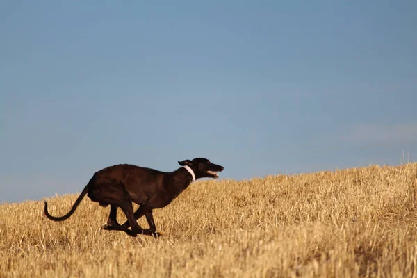 Galgo Español Carrera Liebre Mecánica Campo —  Fotos de Stock