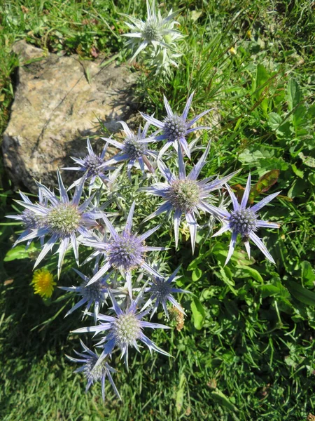 Όμορφο Λουλούδι Από Άγριο Γαϊδουράγκαθο Στο Ψηλό Βουνό — Φωτογραφία Αρχείου