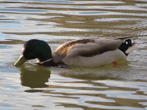 鳥がペンの色を泳ぐ水が飛ぶ — ストック写真