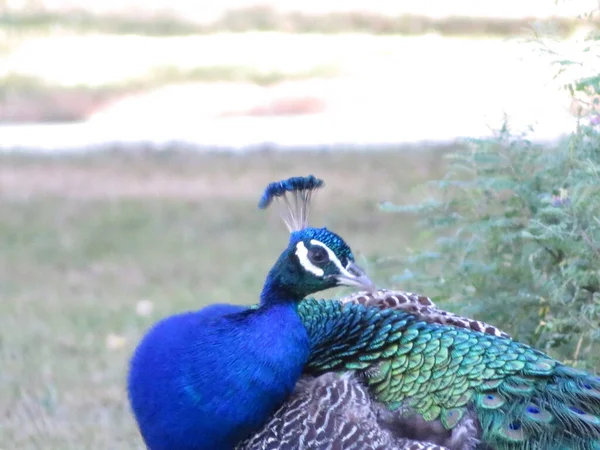 Beautiful Peacock Fantastic Bright Colors Long Feathers — Stock Photo, Image