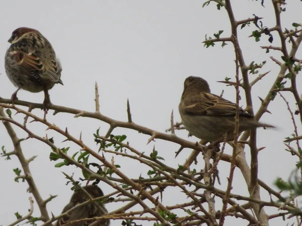 Beautiful Bird Sparrow Branches Hawthorn Looking Food Spend Winter — Stock Photo, Image