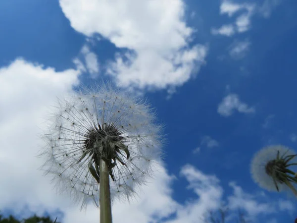 Paardebloem Plant Delicatesse Mooie Zachte Zwakke Lucht — Stockfoto