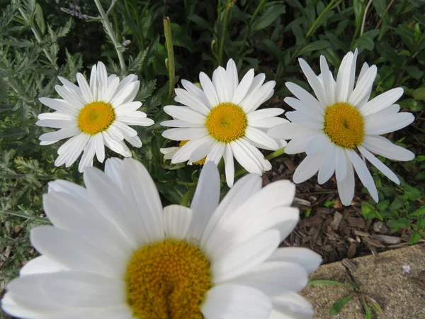 Mooie Natuurlijke Bloemen Van Kleuren Van Grote Schoonheid Aroma — Stockfoto