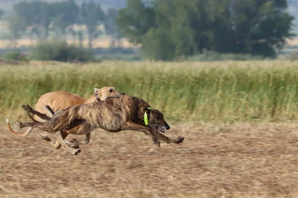 Скорость Охоты Зайца Испании Вызывает Страсть — стоковое фото