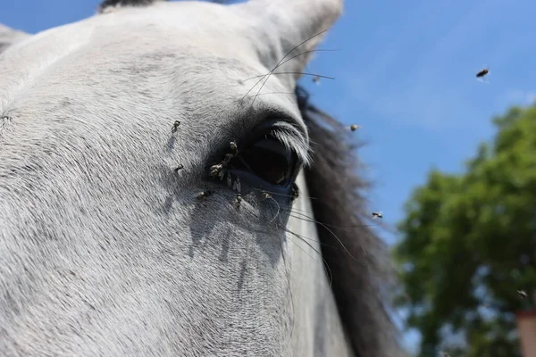 Belas Fotos Cavalo Perto Detalhe Olho Nariz Raça Espanhola Pura — Fotografia de Stock