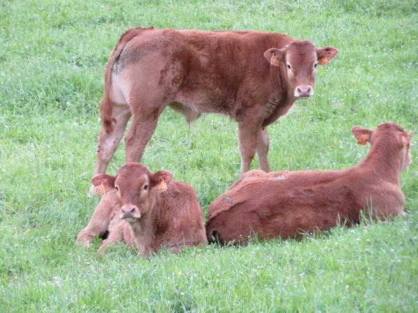 Belas Vacas Grandes Puras Para Carne Grande Sabor Comida Natural — Fotografia de Stock