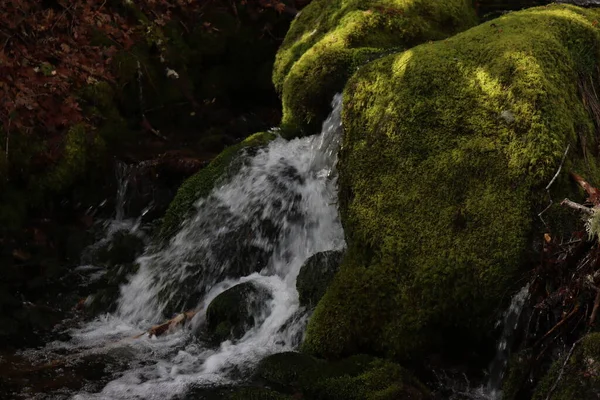 Krásný Les Stromů Řeky Vodopády Voda Zelená Mech Vlhkost — Stock fotografie