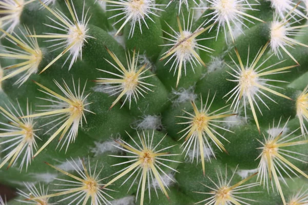 Hermoso Cactus Con Espinas Ensartadas Para Defenderse Los Depredadores Protección — Foto de Stock