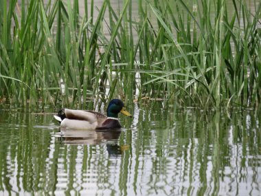 Ördek kuşu renginde hayvan tüyleri zirvede yüzer
