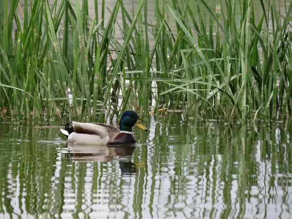 Entenvogel Färbt Tierfedern Spitze Schwimmen — Stockfoto