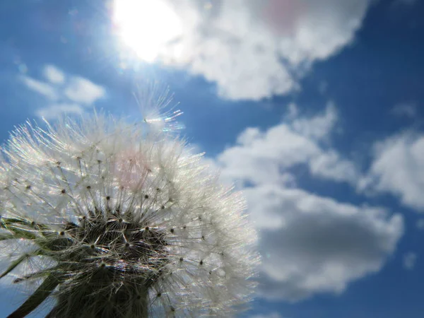 Paardebloem Plant Delicatesse Mooie Zachte Zwakke Lucht — Stockfoto