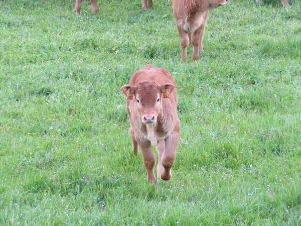 Hermosas Vacas Grandes Raza Pura Para Carne Gran Sabor Comida —  Fotos de Stock