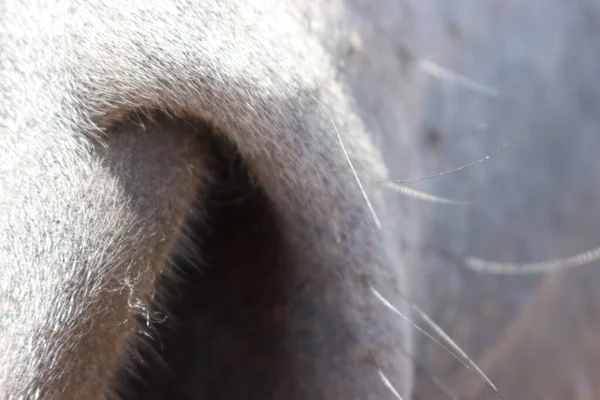 Vackra Bilder Häst Nära Håll Ögon Näsa Ren Spansk Ras — Stockfoto