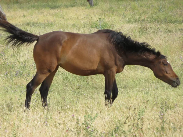 Vacker Renrasig Spansk Häst Äter Gräsmattan Äng — Stockfoto