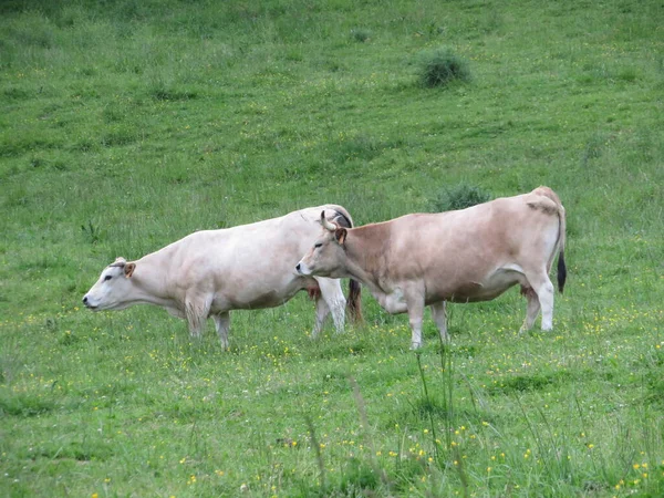 Animaux Vaches Ferme Lait Viande Herbe Curieux Myron Doux — Photo