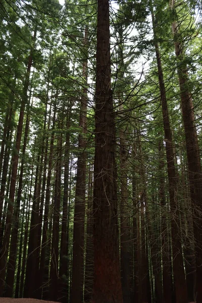 Hermoso Bosque Secuoyas Árboles Gigantes Enorme Grasa Alta Madera — Foto de Stock