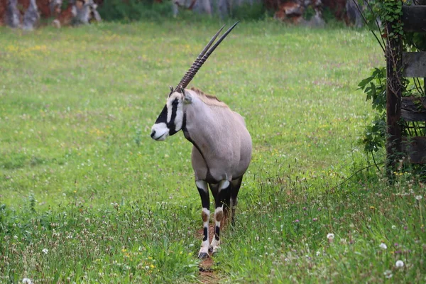 Piękne Zwierzę Wrze Afrykański Szybko Dzikie Rogi Antylopy Gazela — Zdjęcie stockowe