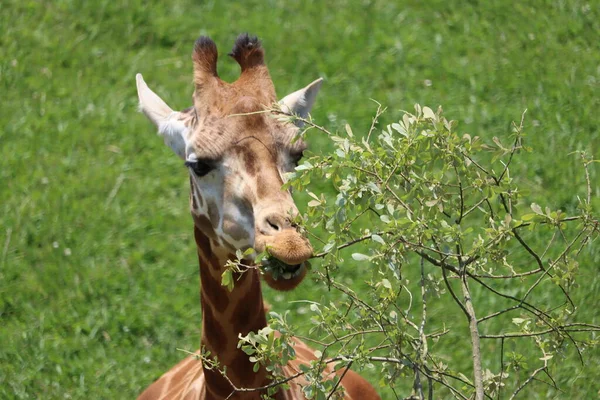 Piękne Wysokie Plamy Żyrafy Dzikie Długie Szyje Szybkie Rogi — Zdjęcie stockowe