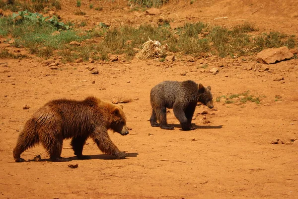 Piękny Duży Dziki Niedźwiedź Brązowy Niebezpieczne Hiszpańskie Pazury — Zdjęcie stockowe