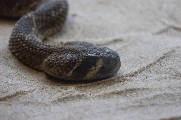 Schöne Gefährliche Schlange Leise Heimliche Reptiliengift — Stockfoto