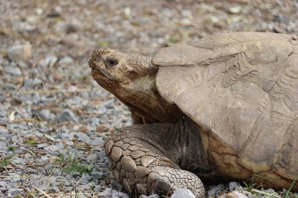 beautiful hardy slow shell turtle strong old woman