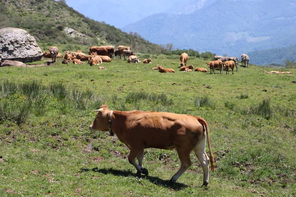 Piękne Krowy Jedzące Zieloną Trawę Aby Dać Mleko Mięso — Zdjęcie stockowe
