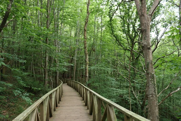 Bella Foresta Fagioli Alberi Natura Ombra Foglie Verdi — Foto Stock