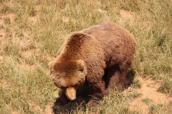 Mooie Grote Wilde Bruine Beer Gevaarlijke Spaanse Klauwen — Stockfoto