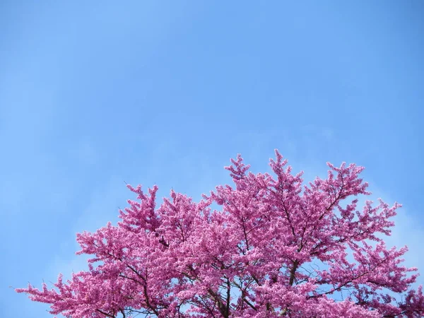 Flowery Tree Pink Flowers Amount Beautiful Background — Stock Photo, Image