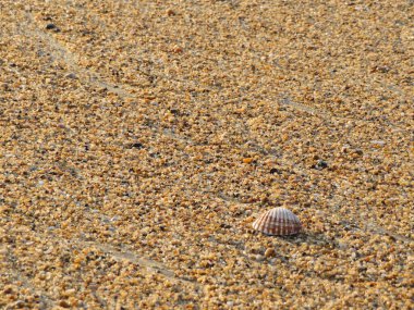 Kumsalda deniz tarağı kabuğu dalgalar tarafından sürüklenir.