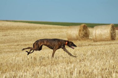 Mekanik tavşan yarışında İspanyol tazı kırsalda