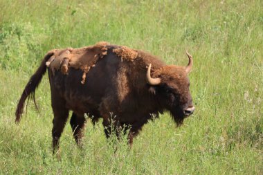 Değişik türde güzel hayvanlar. Hayatın doğa örneği.