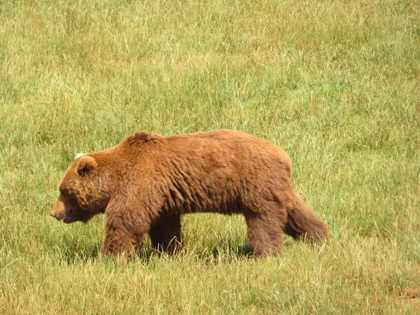 Schöner Großer Wilder Braunbär Mit Gefährlichen Spanischen Krallen — Stockfoto