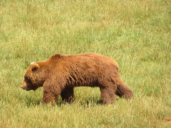 Mooie Grote Wilde Bruine Beer Gevaarlijke Spaanse Klauwen — Stockfoto