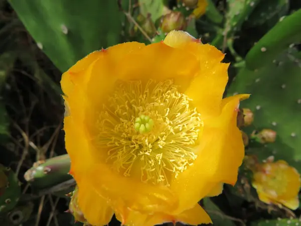 Όμορφη Κάκτος Λουλούδι Σύκο Προστασία Σουβλάκια Φυσικό Χρώμα — Φωτογραφία Αρχείου