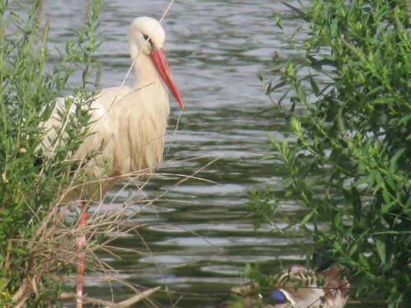 Belle Cigogne Dans Rivière Pêche Bec Rouge Plumes Noires Blanches — Photo