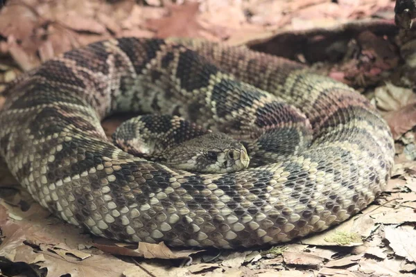 Schöne Gefährliche Schlange Leise Heimliche Reptiliengift — Stockfoto