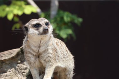 # Güzel, dikkatli, dikkatli # # pervazları seyreden # # Vahşi hayvan hayvanat bahçesi #