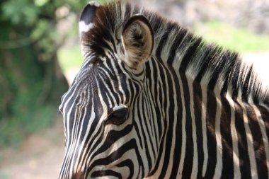 Güzel zebralar vahşi hayvanlar otçullar hızlı şeritler