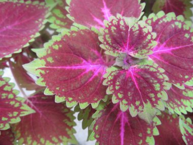 Yoğun renkli bitkilerin güzel yaprakları Doğal fantezi