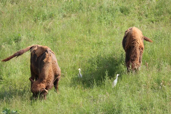 Schöne Große Bisons Gefährliche Hörner Pflanzenfressenden Zoo Safari Tier — Stockfoto