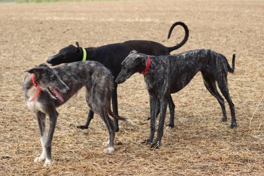 İspanyol tazı köpek yarışı tavşan avlama hızı tutku veriyor