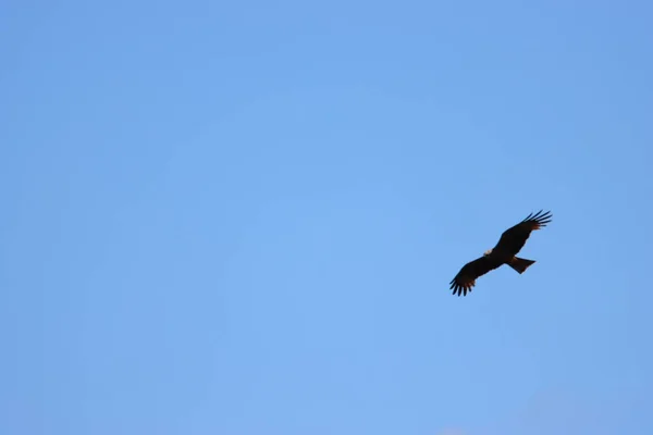 Bellissimo Uccello Rapace Aquila Artigli Piume Velocità Volo — Foto Stock