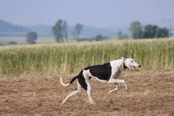 Spanish Greyhound Dog Race Hare Hunting Speed Delivers Passion — Stock Photo, Image